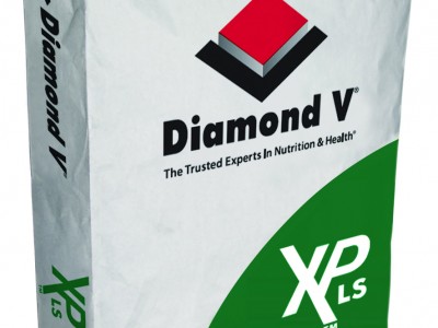DIAMOND XP